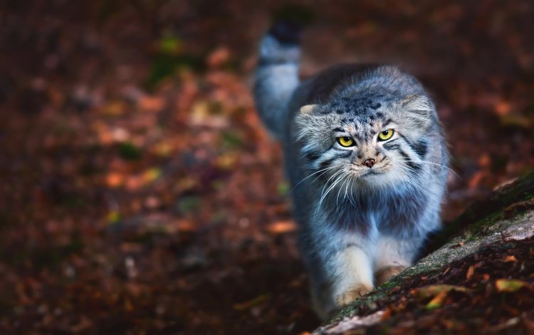 кот, пушистый, прогулка, манул, дикая кошка, cat, fluffy, walk, manul, wild cat