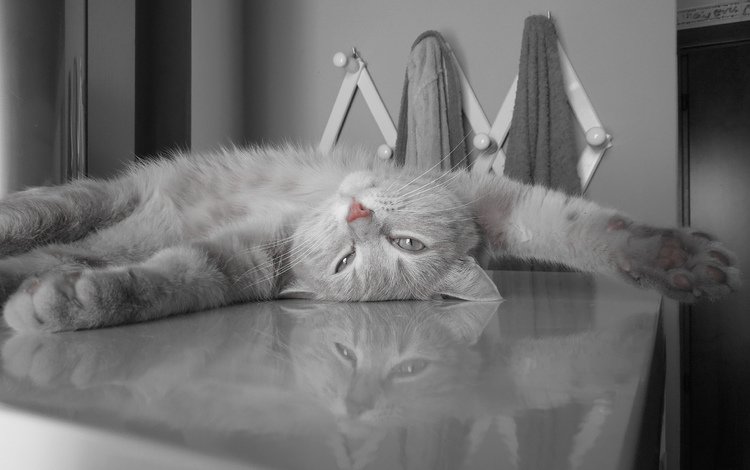 кот, пушистый, серый, отдыхает, cat, fluffy, grey, resting