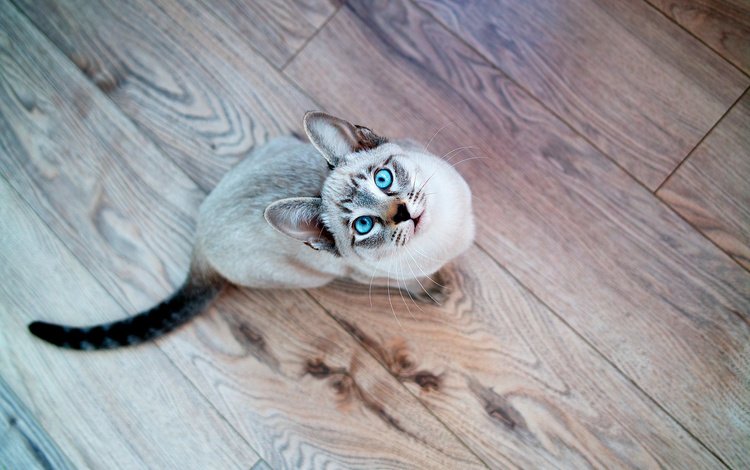 кот, усы, взгляд, голубые глаза, хвост, cat, mustache, look, blue eyes, tail
