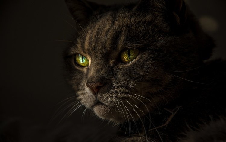 кот, усы, взгляд, черный фон, зеленые глаза, cat, mustache, look, black background, green eyes