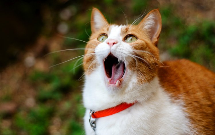 кот, зубы, рыжий, язык, рот, зевает, cat, teeth, red, language, mouth, yawns