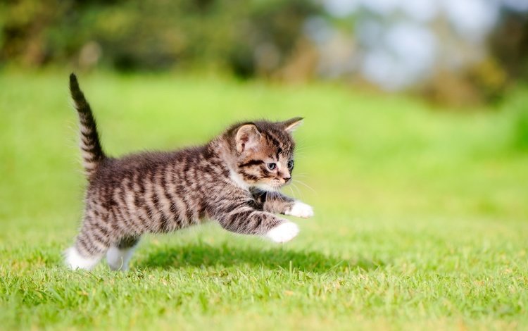 трава, кошка, котенок, прыжок, малыш, лапки, grass, cat, kitty, jump, baby, legs