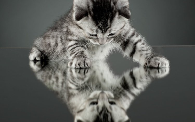 глаза, отражение, мордочка, кошка, взгляд, чёрно-белое, котенок, eyes, reflection, muzzle, cat, look, black and white, kitty