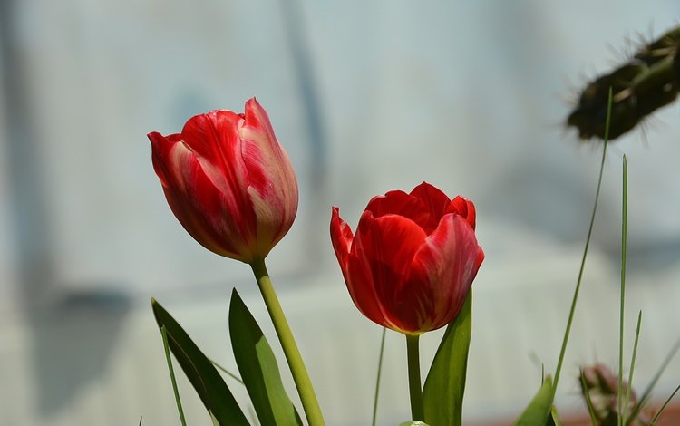 цветы, красные, весна, тюльпаны, flowers, red, spring, tulips