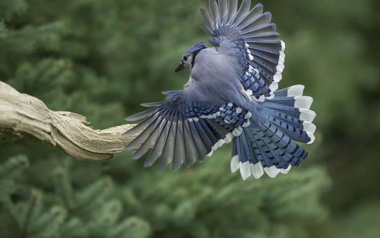 крылья, птица, перья, коряга, хвост, голубая сойка, wings, bird, feathers, snag, tail, blue jay