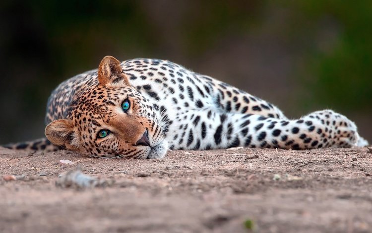 глаза, морда, лапы, взгляд, леопард, хищник, eyes, face, paws, look, leopard, predator