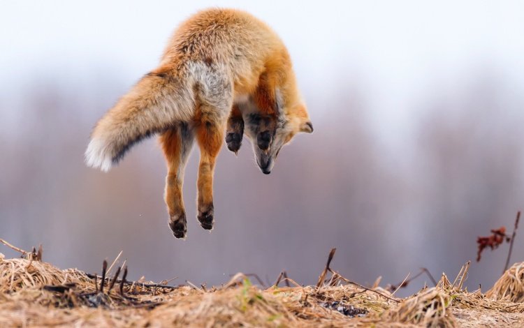 лапы, прыжок, лиса, лисица, животное, охота, хвост, в воздухе, paws, jump, fox, animal, hunting, tail, in the air