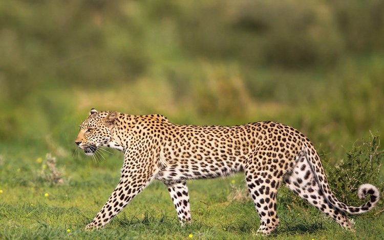 леопард, хищник, дикая кошка, грация, leopard, predator, wild cat, grace