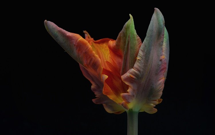 цветок, лепестки, черный фон, тюльпан, flower, petals, black background, tulip