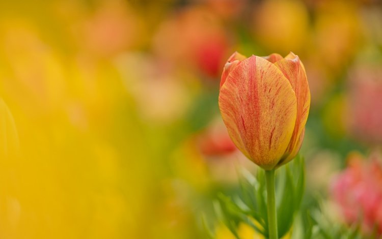 цветок, лепестки, размытость, тюльпан, flower, petals, blur, tulip