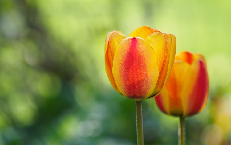 цветок, лепестки, весна, тюльпан, flower, petals, spring, tulip