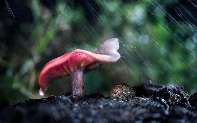 лес, макро, гриб, дождь, улитка, forest, macro, mushroom, rain, snail