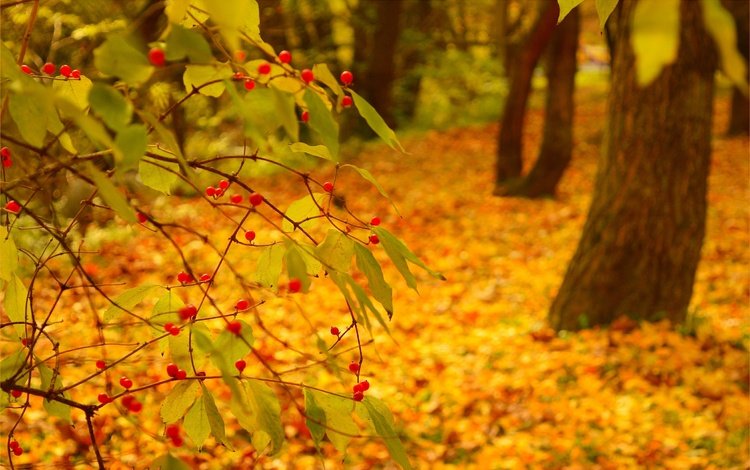 природа, фон, листва, осень, nature, background, foliage, autumn
