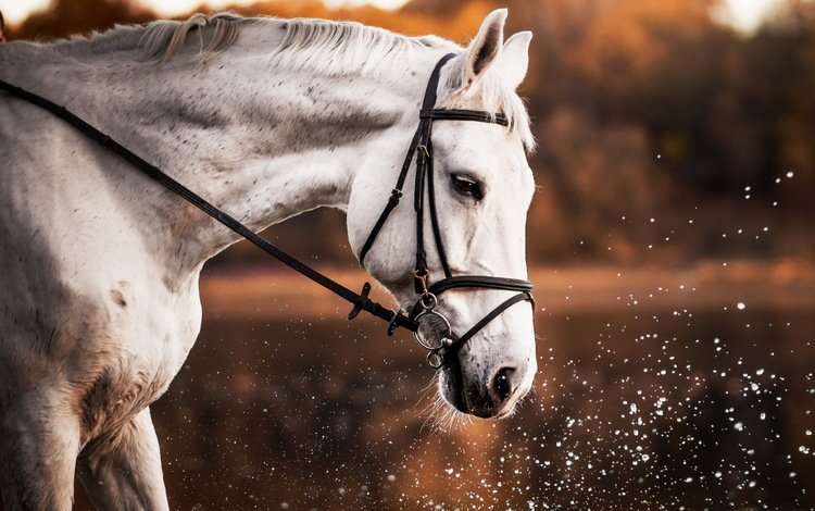 лошадь, природа, брызги, профиль, конь, белая, horse, nature, squirt, profile, white