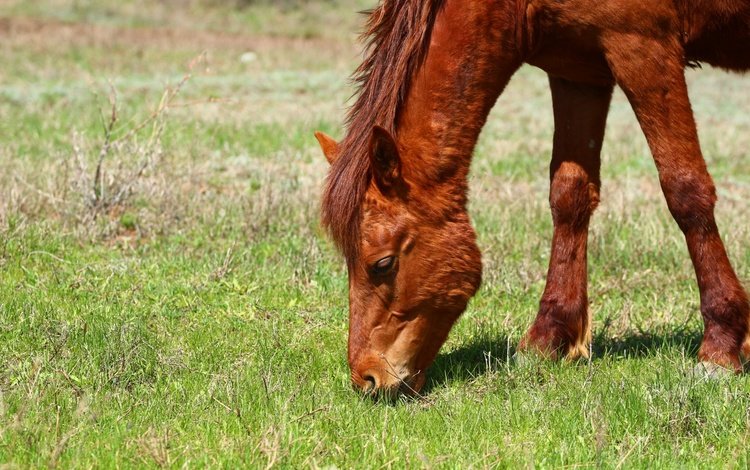 лошадь, трава, конь, коричневый, пасётся, horse, grass, brown, grazing