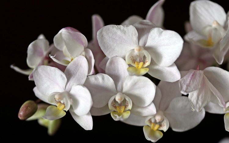 цветы, макро, черный фон, белая, орхидея, flowers, macro, black background, white, orchid