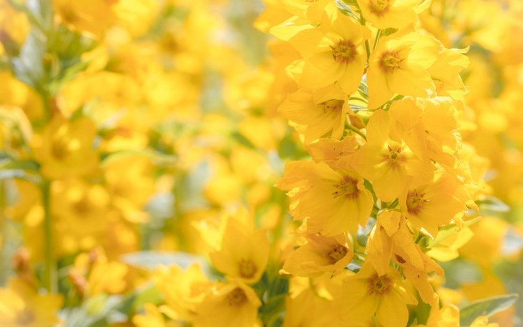 цветы, макро, желтые, боке, соцветие, вербейник, flowers, macro, yellow, bokeh, inflorescence, loosestrife
