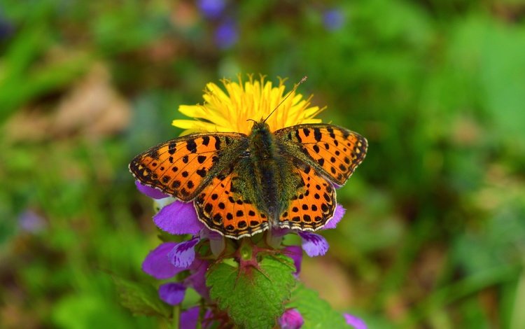 макро, насекомое, цветок, бабочка, весна, боке, macro, insect, flower, butterfly, spring, bokeh