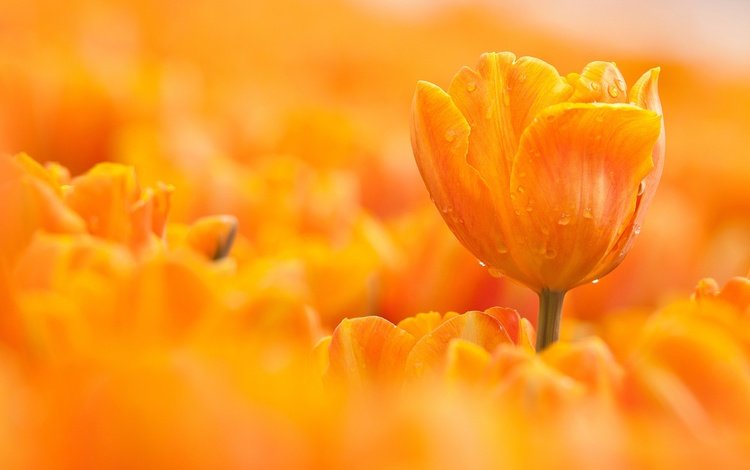 макро, цветок, капли, оранжевый, тюльпан, macro, flower, drops, orange, tulip