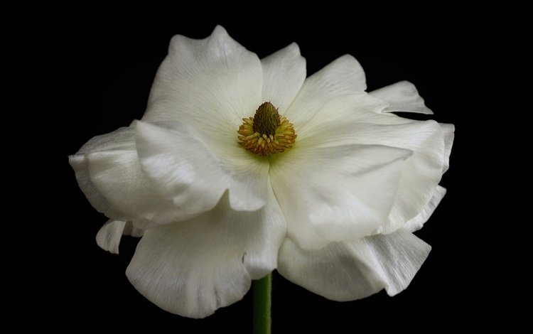макро, фон, цветок, лепестки, белый, ранункулюс, лютик, macro, background, flower, petals, white, ranunculus, buttercup