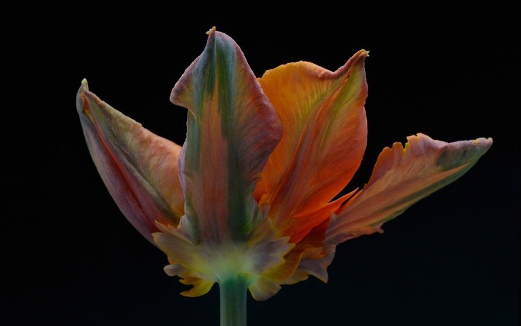 макро, фон, цветок, лепестки, черный фон, тюльпан, macro, background, flower, petals, black background, tulip