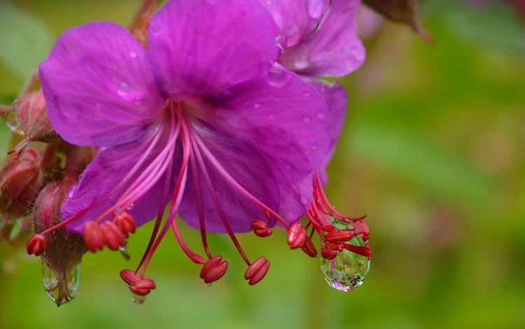цветы, макро, капли, фиолетовый цветок, герань, flowers, macro, drops, purple flower, geranium