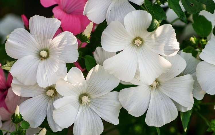 цветы, макро, лепестки, лаватера, flowers, macro, petals, lavatera