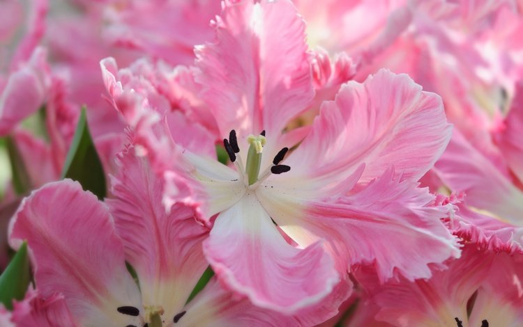 цветы, макро, лепестки, весна, тюльпаны, flowers, macro, petals, spring, tulips