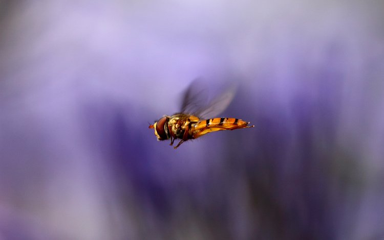 макро, насекомое, полет, крылья, размытость, муха, macro, insect, flight, wings, blur, fly