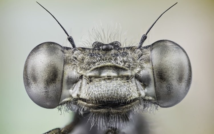 глаза, макро, насекомое, стрекоза, miguel del canto nieto, eyes, macro, insect, dragonfly