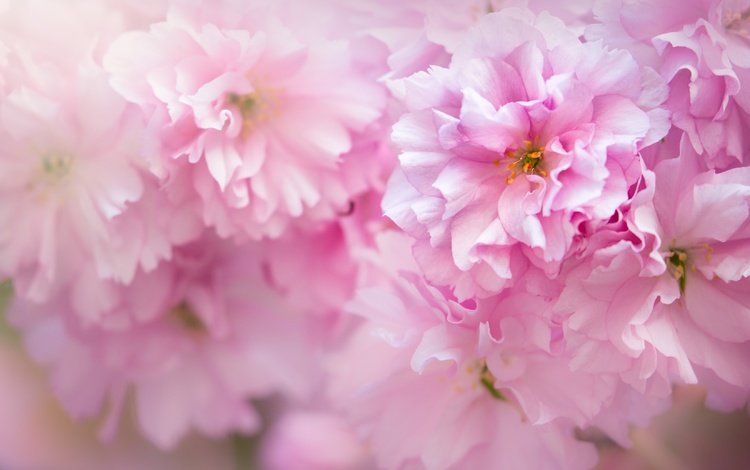 цветение, макро, весна, розовый, сакура, flowering, macro, spring, pink, sakura