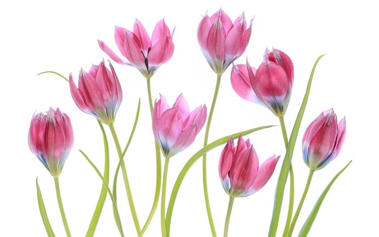 цветение, макро, весна, тюльпаны, розовые, белый фон, flowering, macro, spring, tulips, pink, white background
