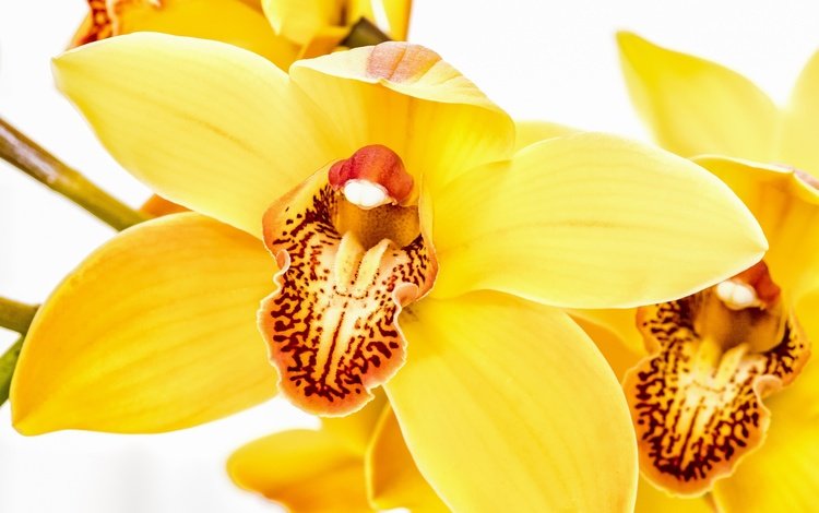 цветы, макро, белый фон, желтые, орхидеи, flowers, macro, white background, yellow, orchids