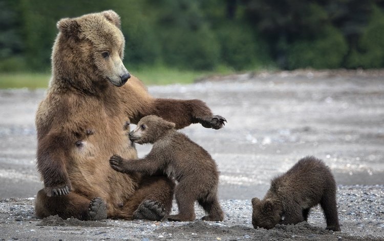 мишки, мама, медведи, медведица, медвежата, bears, mom, bear