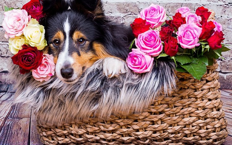 морда, цветы, розы, взгляд, собака, корзина, шелти, шетландская овчарка, face, flowers, roses, look, dog, basket, sheltie, shetland sheepdog