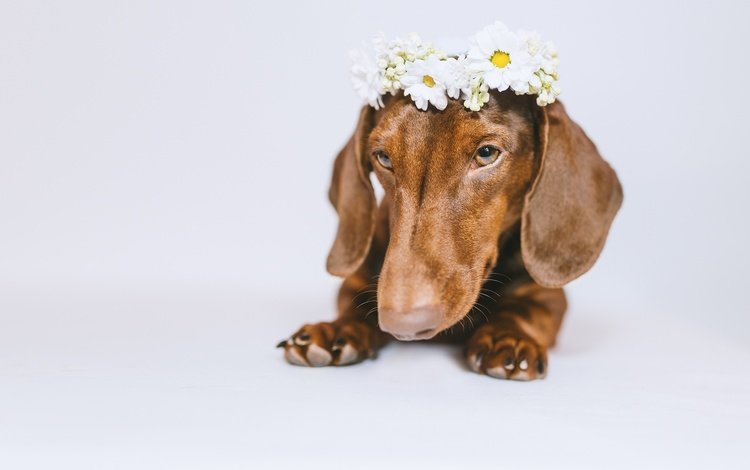 морда, цветы, собака, белый фон, такса, венок, face, flowers, dog, white background, dachshund, wreath