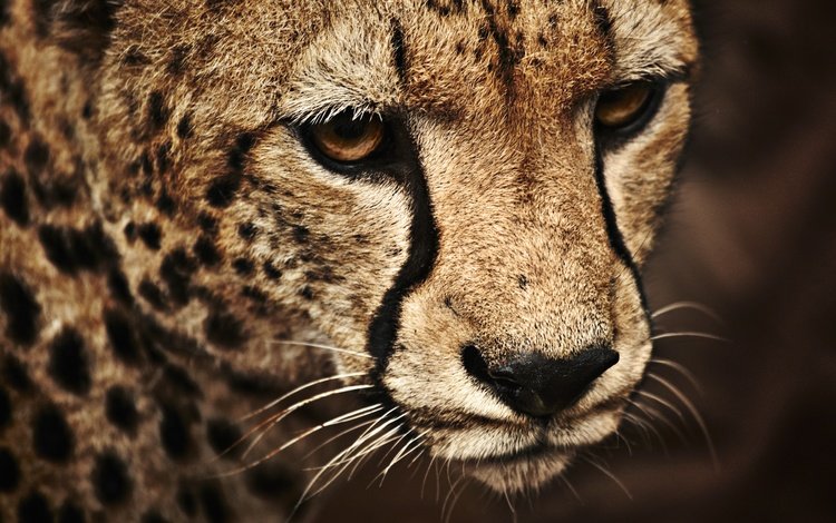 морда, кошка, леопард, пятна, нос, face, cat, leopard, spot, nose