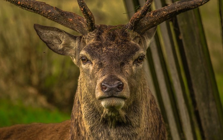 морда, олень, взгляд, рога, нос, face, deer, look, horns, nose