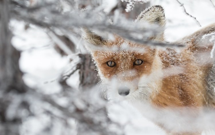 морда, снег, взгляд, рыжая, лиса, лисица, животное, face, snow, look, red, fox, animal