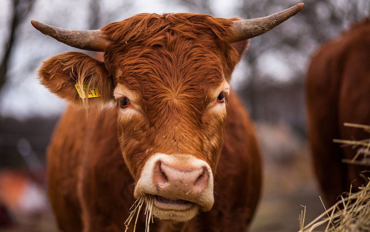 морда, трава, фон, сено, рога, корова, face, grass, background, hay, horns, cow
