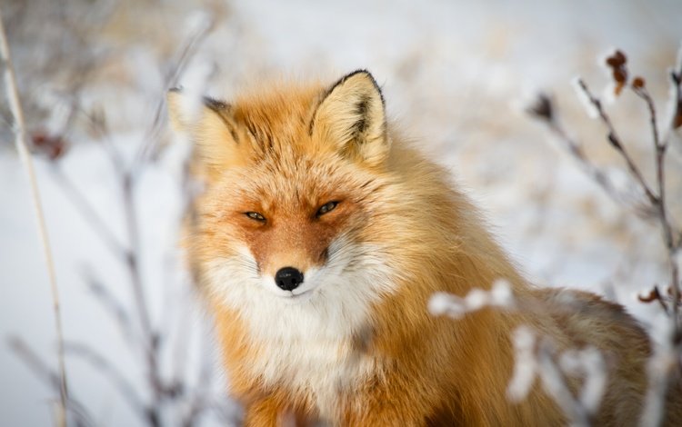 морда, взгляд, рыжая, лиса, лисица, животное, хитрый взгляд, face, look, red, fox, animal, sly look