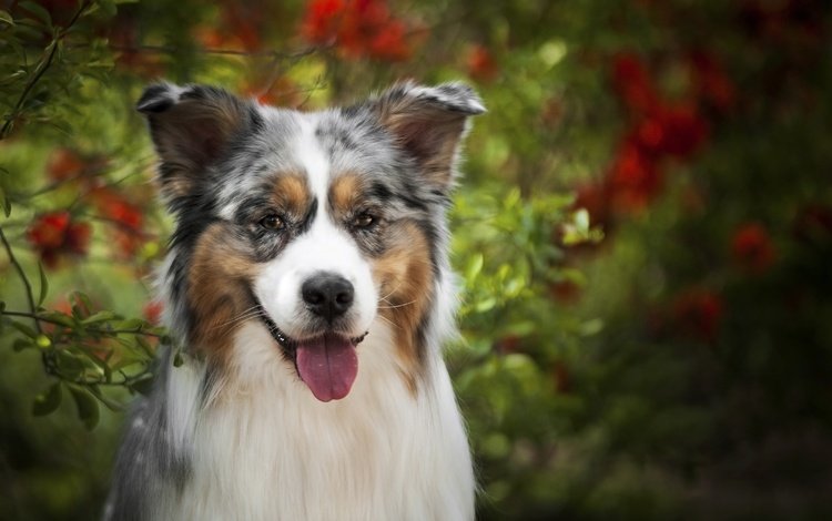 морда, взгляд, собака, язык, австралийская овчарка, аусси, face, look, dog, language, australian shepherd, aussie