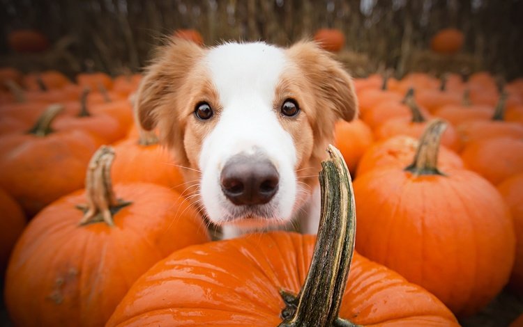 морда, взгляд, собака, друг, тыквы, alicja zmysłowska, face, look, dog, each, pumpkin
