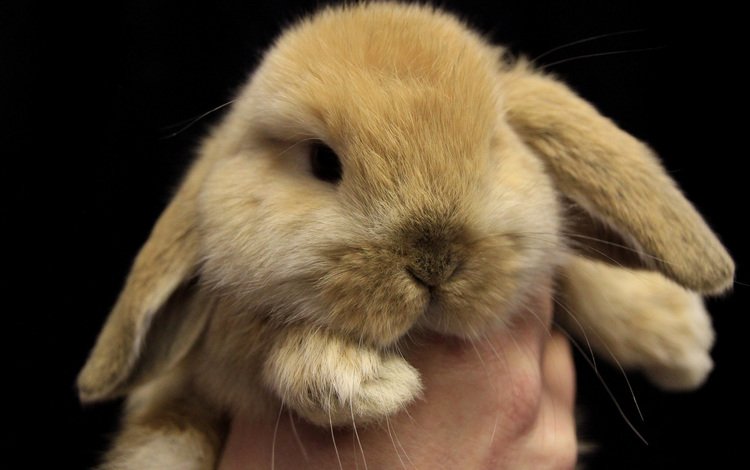 глаза, мордочка, взгляд, кролик, милый, eyes, muzzle, look, rabbit, cute