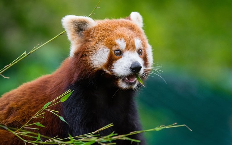 мордочка, шерсть, красная панда, малая панда, muzzle, wool, red panda