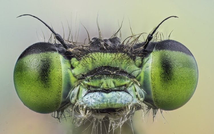 глаза, макро, насекомое, взгляд, стрекоза, eyes, macro, insect, look, dragonfly