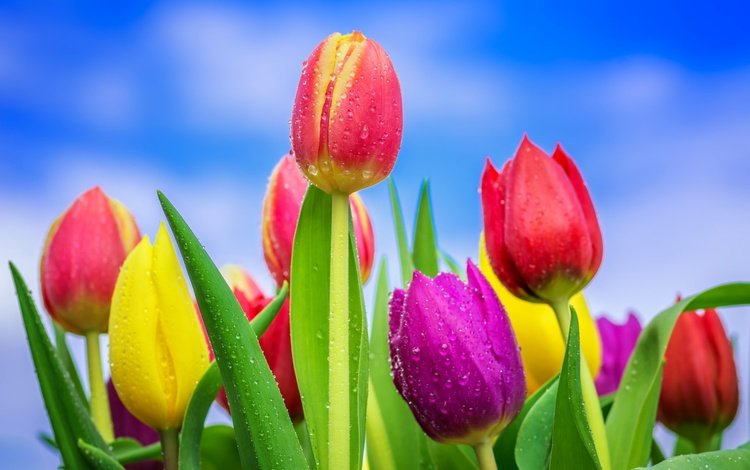 небо, цветение, бутоны, капли, разноцветные, весна, тюльпаны, the sky, flowering, buds, drops, colorful, spring, tulips