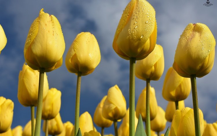 небо, цветы, бутоны, весна, тюльпаны, желтые, the sky, flowers, buds, spring, tulips, yellow