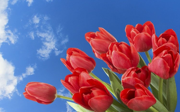 небо, цветы, облака, весна, тюльпаны, the sky, flowers, clouds, spring, tulips