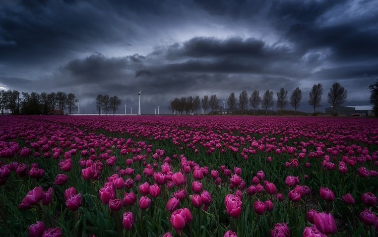 небо, цветы, деревья, тучи, поле, весна, тюльпаны, the sky, flowers, trees, clouds, field, spring, tulips